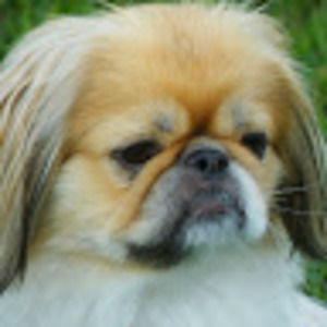 Meet your Posher, Gregory